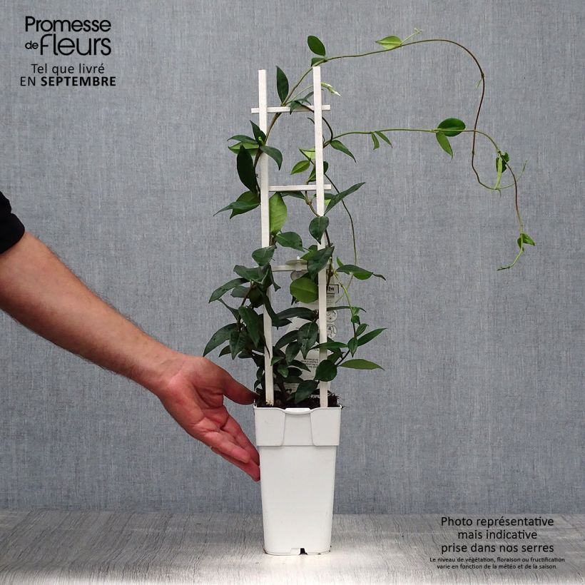 Trachelospermum jasminoïdes Star Of Venice - Star Jasmine 2L/3L pot sample as delivered in autumn