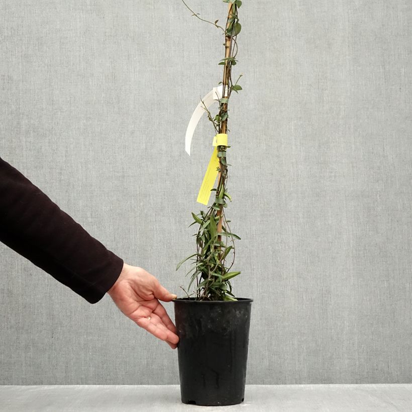 Trachelospermum jasminoides Waterwheel - Star Jasmine 3L/4L pot sample as delivered in autumn