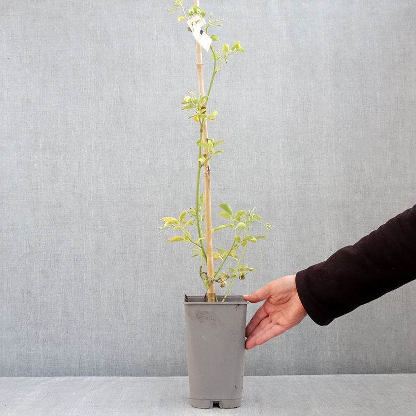 Jasminum humile Revolutum - Italian Jasmine 3L/4L pot sample as delivered in autumn