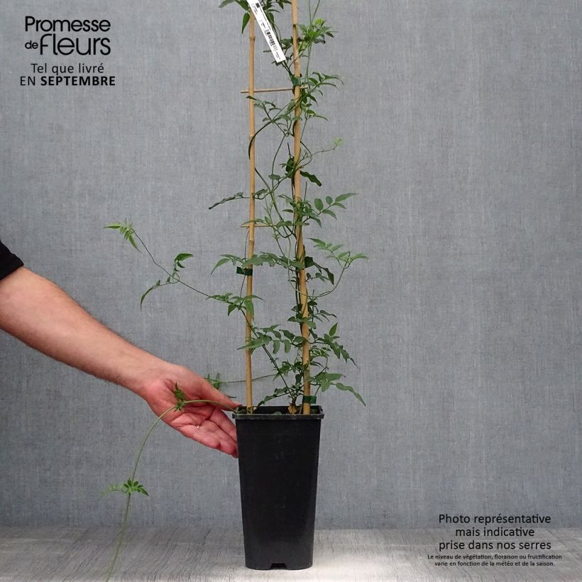 Jasminum polyanthum - Pink Jasmine 2L/3L pot sample as delivered in autumn