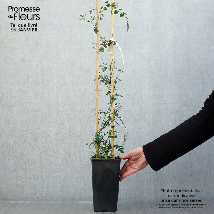 Jasminum polyanthum - Pink Jasmine 2L/3L pot sample as delivered in winter