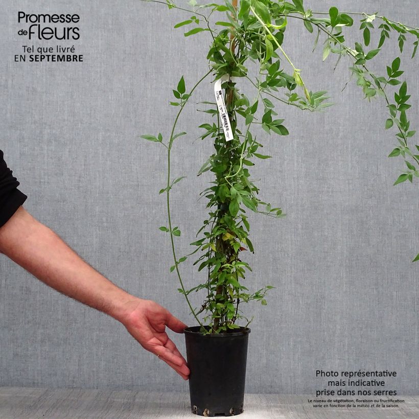 Jasminum x stephanense 2L/3L pot sample as delivered in autumn