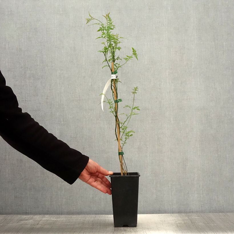 Jasminum officinalis Affinis - Common jasmine 1.5L/2L pot sample as delivered in spring