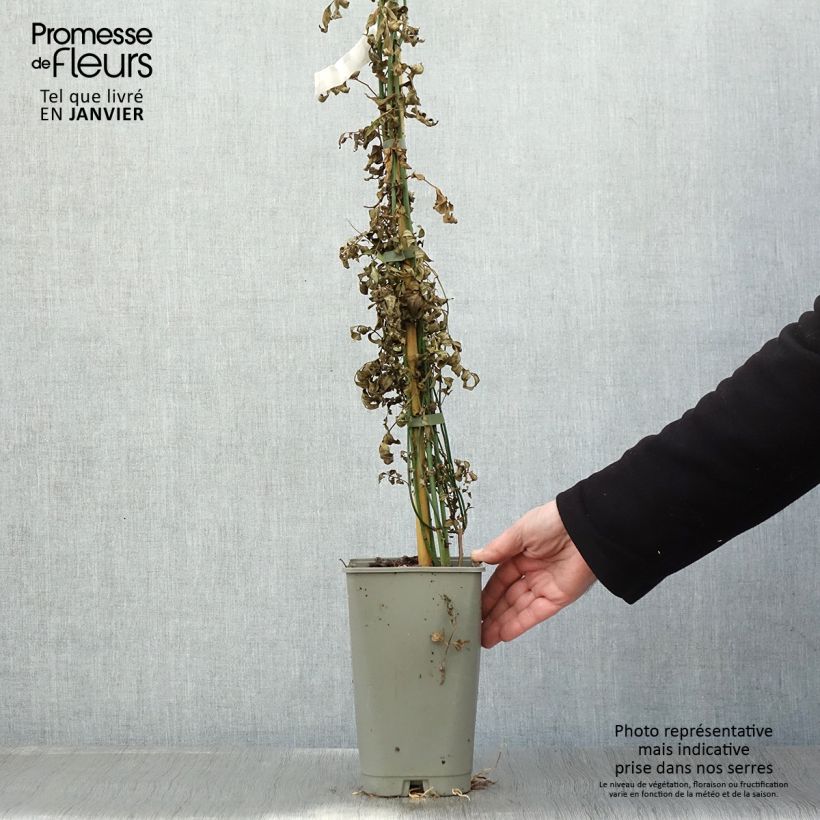 Jasminum officinalis Affinis - Common jasmine 3L/4L pot sample as delivered in winter