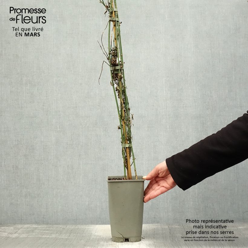 Jasminum officinalis Affinis - Common jasmine 3L/4L pot sample as delivered in spring