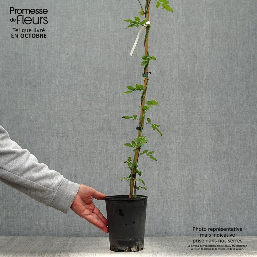 Jasminum officinale - Common jasmine 2L/3L pot sample as delivered in autumn