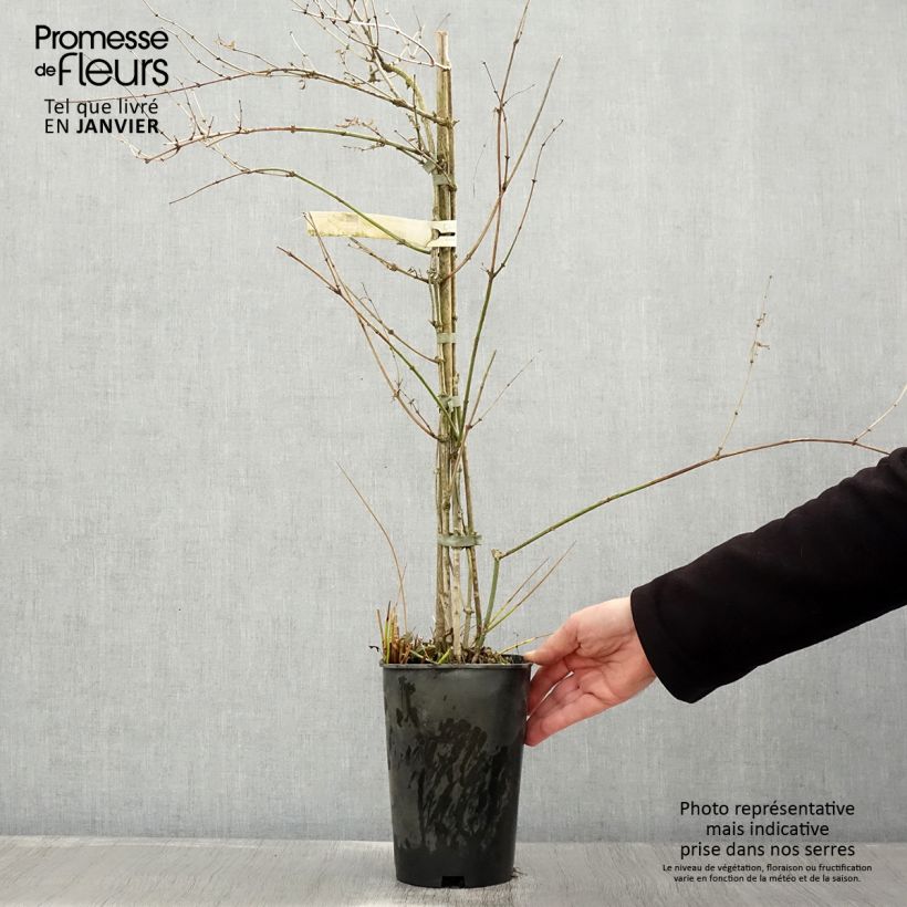 Jasminum officinale - Common jasmine 2L/3L pot sample as delivered in winter