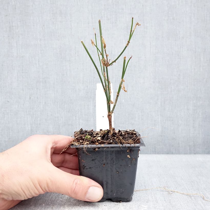 Jasminum officinale - Common jasmine 8/9 cm pot sample as delivered in winter