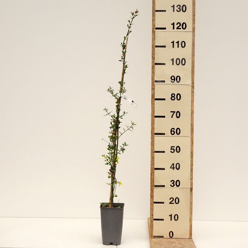 Jasminum mesnyi - Primrose Jasmine 2L/3L pot sample as delivered in spring