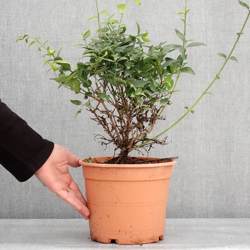 Jasminum multipartitum - Starry Wild Jasmine 2L/3L pot sample as delivered in winter