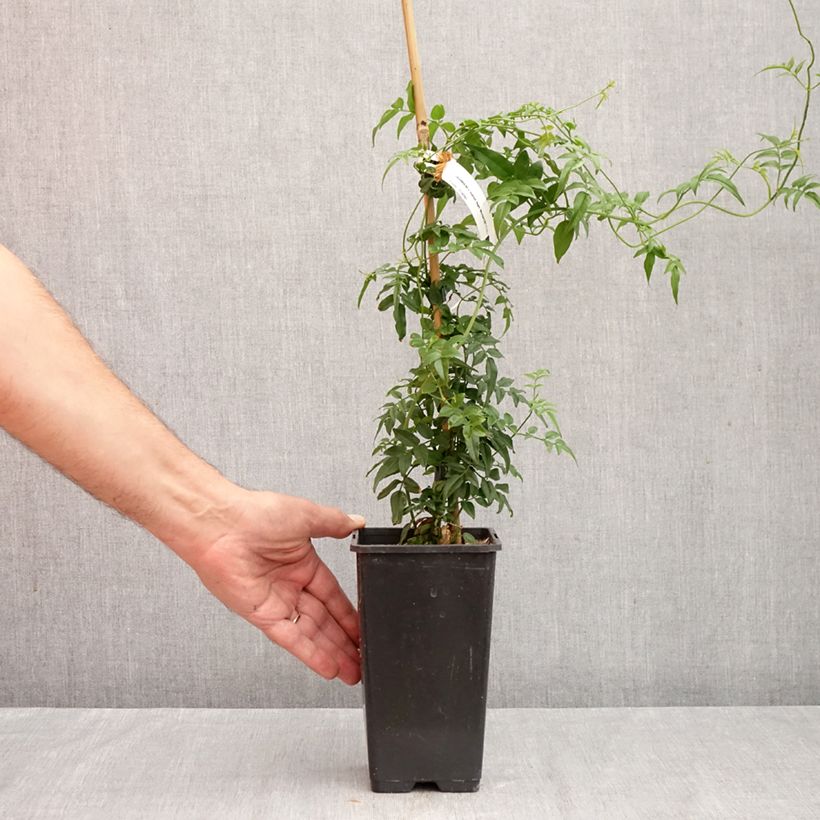 Jasminum Starry Night 1.5L/2L pot sample as delivered in autumn