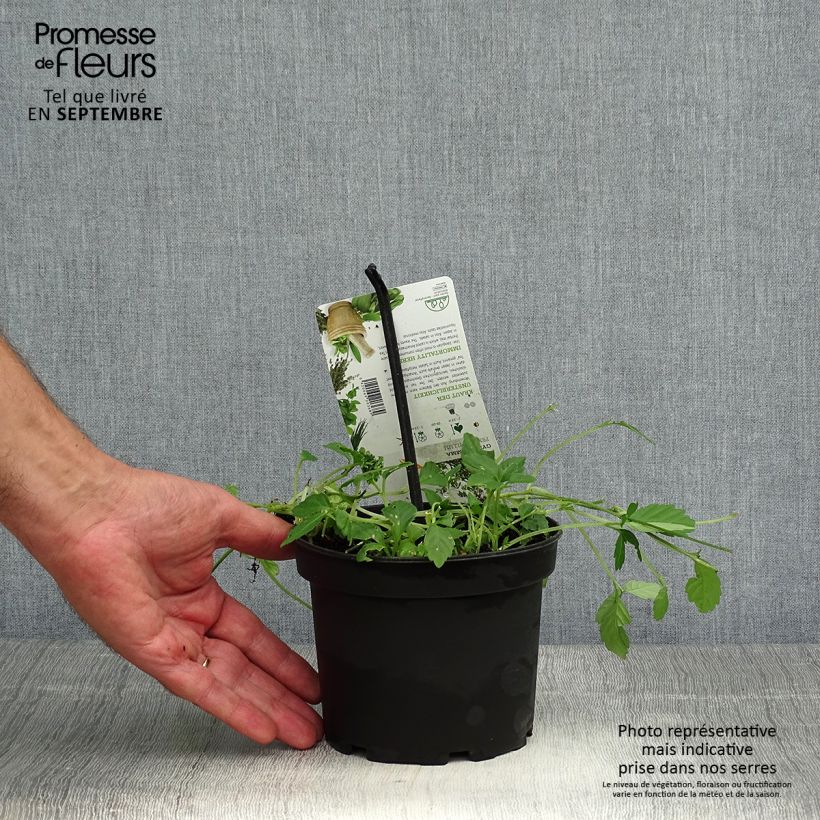 Jiaogulan - Gynostemma pentaphyllum 1.5L/2L pot sample as delivered in autumn