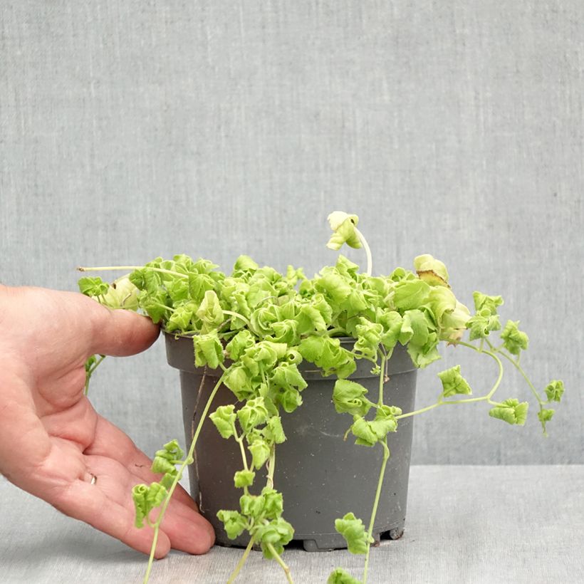 Jiaogulan - Gynostemma pentaphyllum 1.5L/2L pot sample as delivered in summer