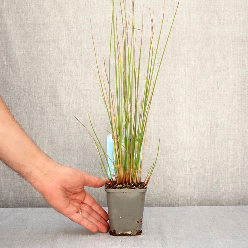 Juncus effusus 8/9 cm pot sample as delivered in autumn