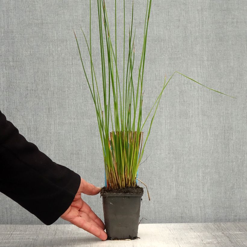 Juncus effusus 8/9 cm pot sample as delivered in spring