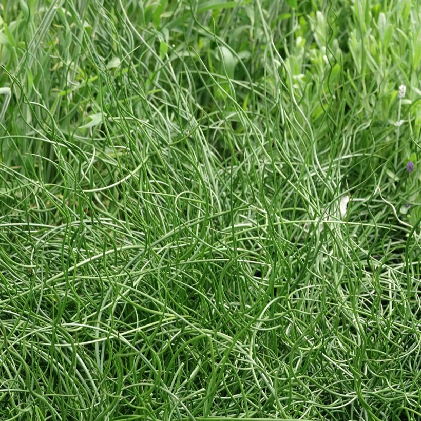 Juncus effusus 'Spiralis' (Plant habit)