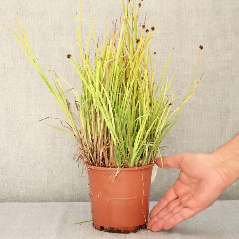 Juncus ensifolius 1L/1.5L pot sample as delivered in summer