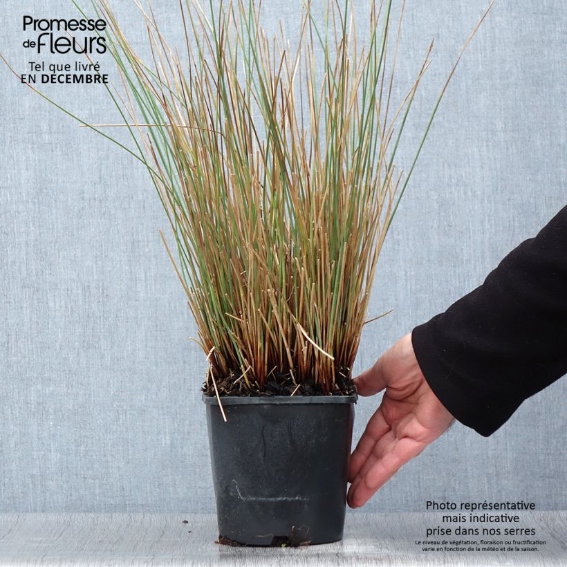 Juncus inflexus Blue Arrows 2L/3L pot sample as delivered in autumn