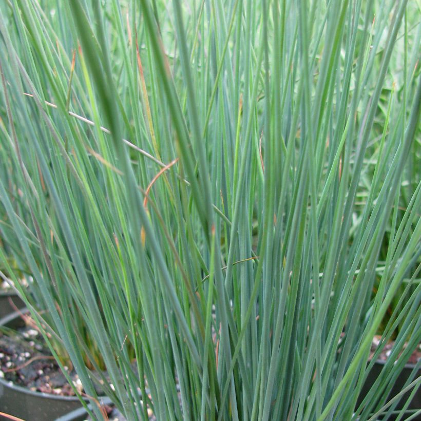 Juncus inflexus Blue Arrows (Foliage)