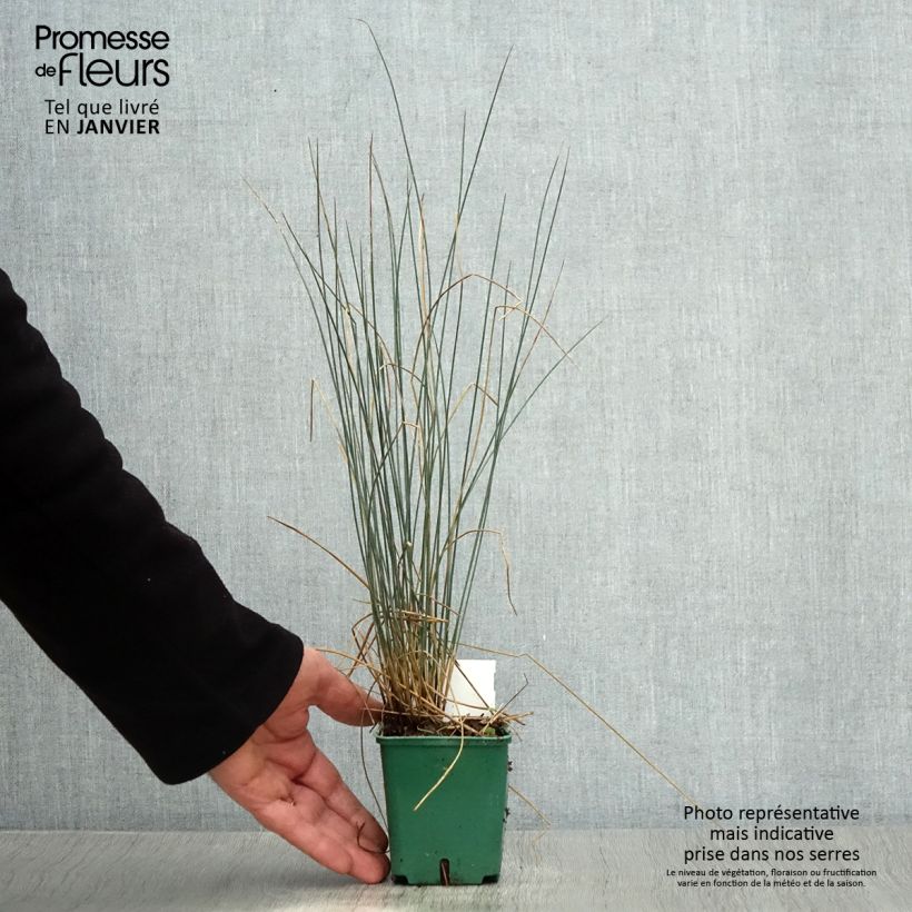 Juncus inflexus Blue Dart 8/9 cm pot sample as delivered in winter
