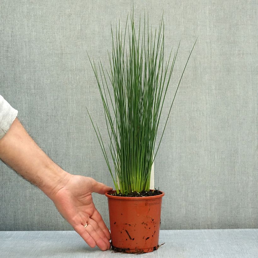 Juncus inflexus Blue Dart 1L/1.5L pot sample as delivered in autumn