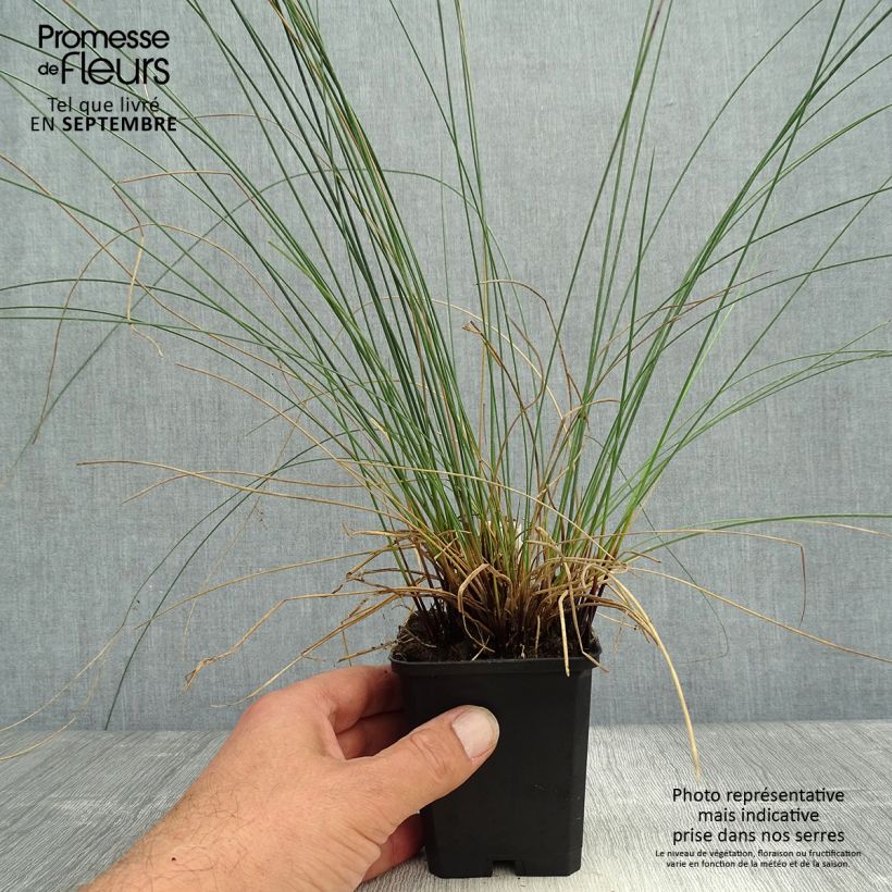 Juncus inflexus 8/9 cm pot sample as delivered in autumn