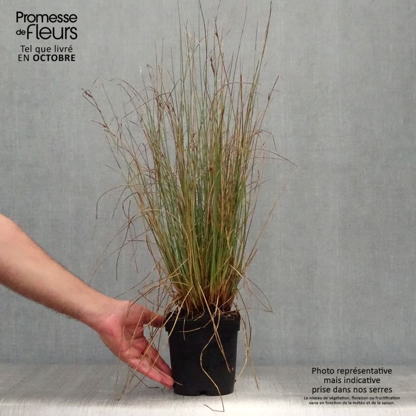 Juncus inflexus 2L/3L pot sample as delivered in autumn