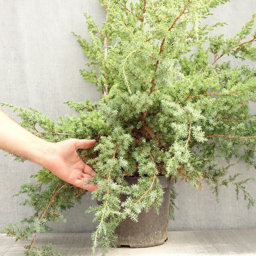 Juniperus chinensis Blue Alps 7.5L/10L pot sample as delivered in summer