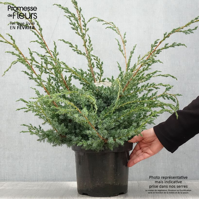 Juniperus chinensis Blue Alps 7.5L/10L pot sample as delivered in winter