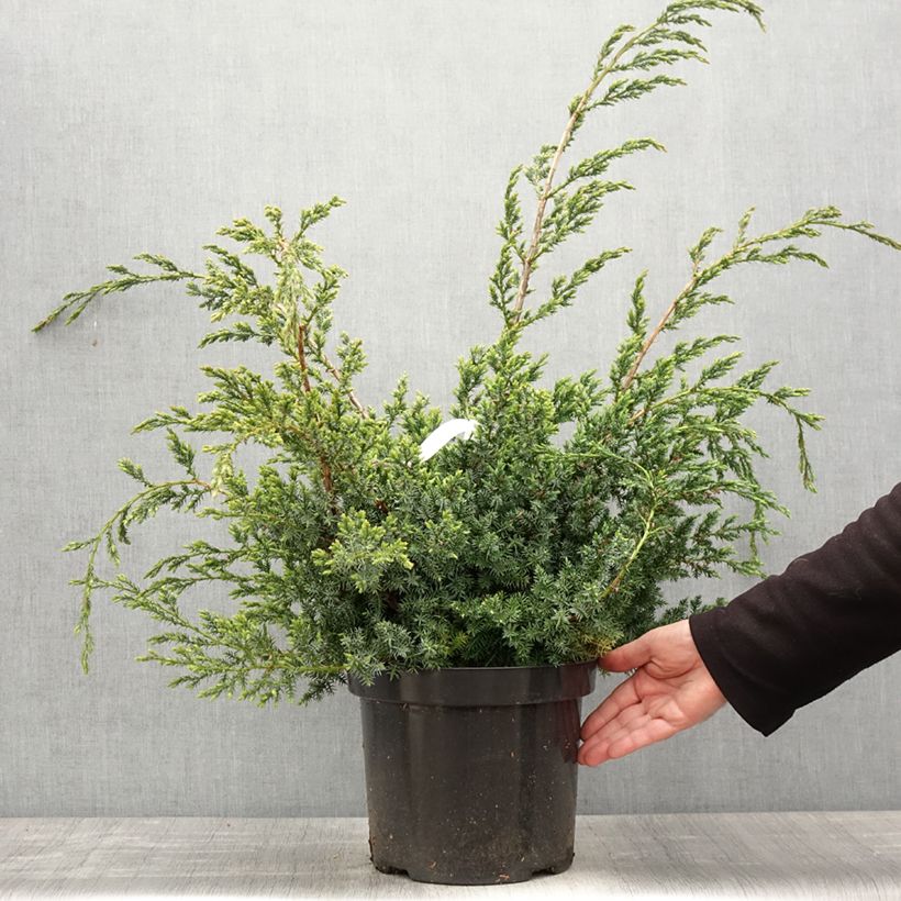 Juniperus chinensis Blue Alps 7.5L/10L pot sample as delivered in spring