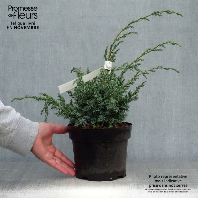 Juniperus chinensis Blue Alps 2L/3L pot sample as delivered in autumn