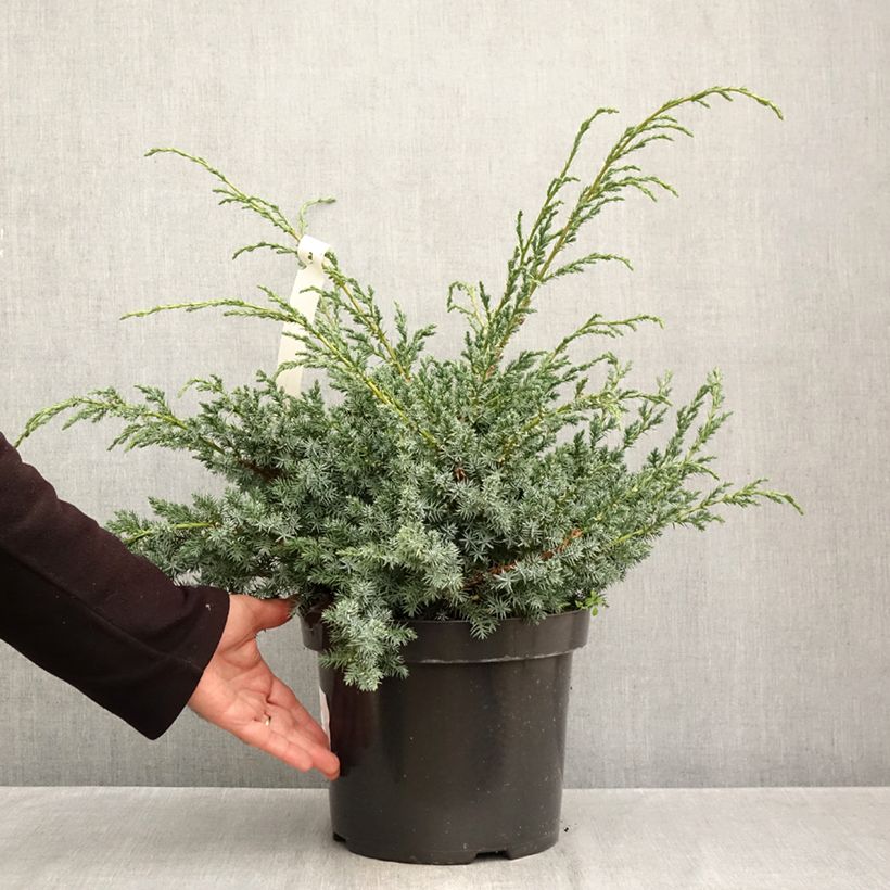 Juniperus chinensis Blue Alps 7.5L/10L pot sample as delivered in autumn