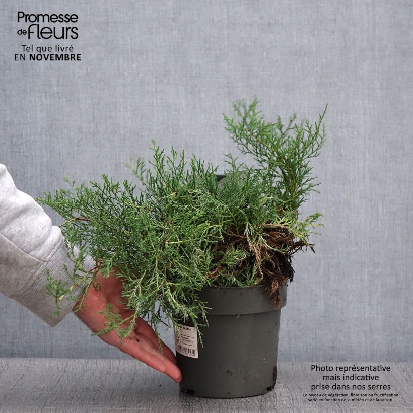 Juniperus pfitzeriana Golden Saucer 2L/3L pot sample as delivered in autumn
