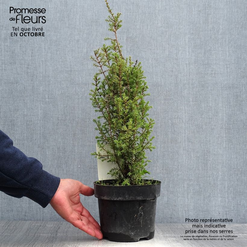 Juniperus communis Arnold 2L/3L pot sample as delivered in autumn