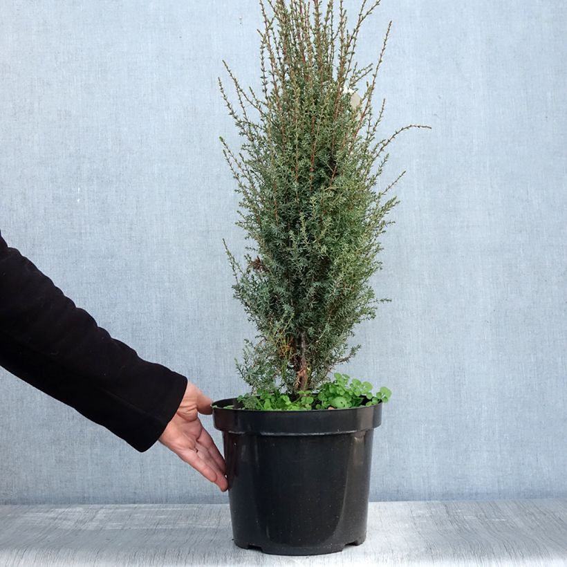 Juniperus communis Arnold 7.5L/10L pot sample as delivered in autumn