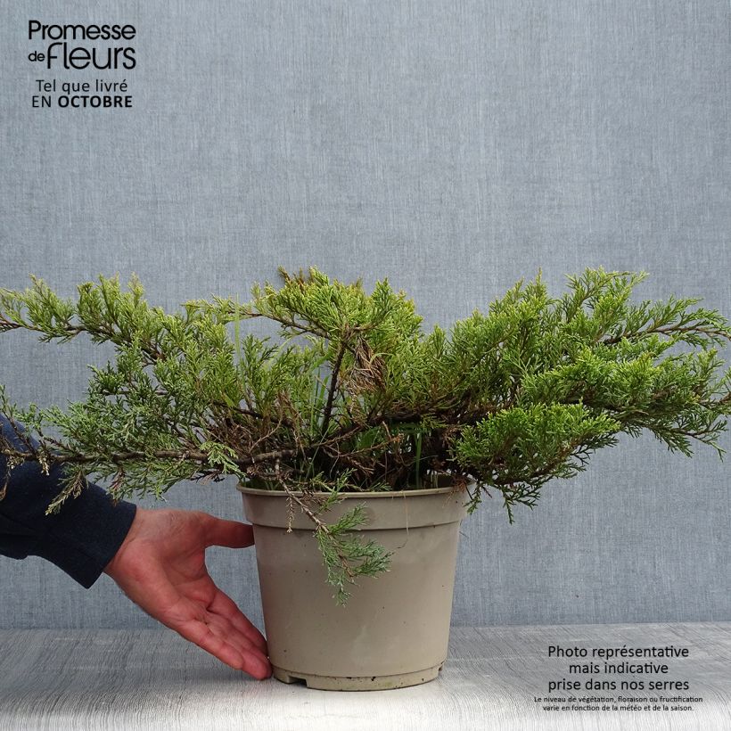 Juniperus sabina Rockery Gem 4L/5L pot sample as delivered in autumn