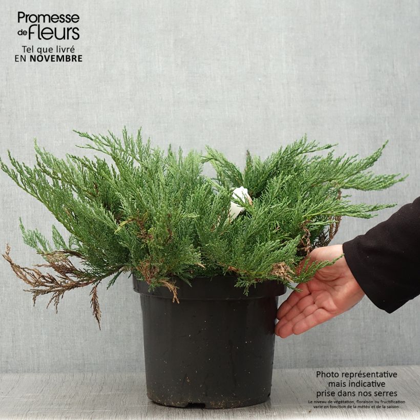 Juniperus sabina Tamariscifolia 7.5L/10L pot sample as delivered in autumn