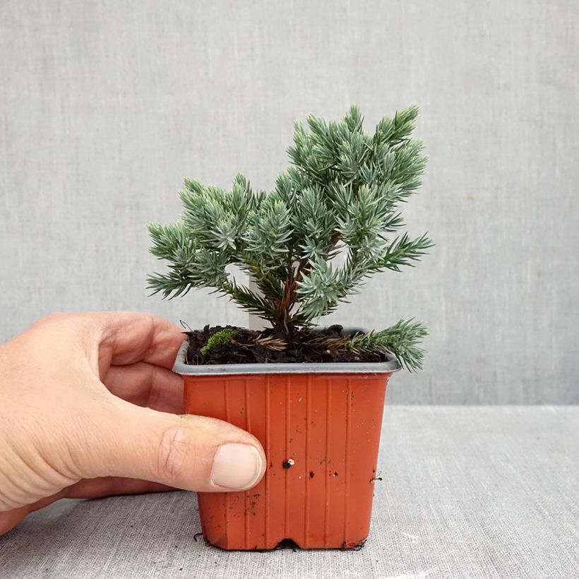 Juniperus squamata Blue Star - Scale juniper 8/9 cm pot sample as delivered in autumn
