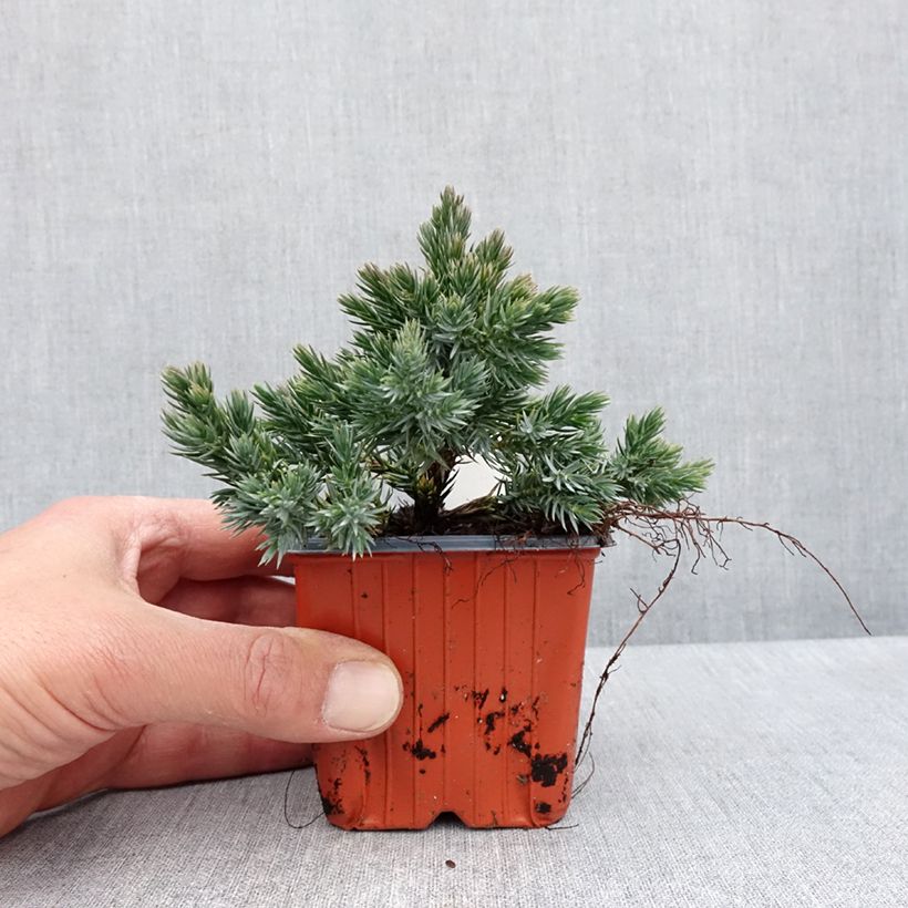 Juniperus squamata Blue Star - Scale juniper 8/9 cm pot sample as delivered in spring