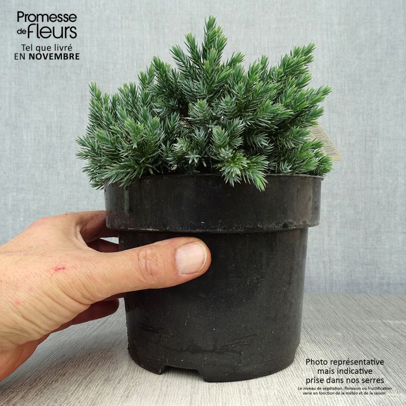 Juniperus squamata Blue Star - Scale juniper 2L/3L pot sample as delivered in autumn
