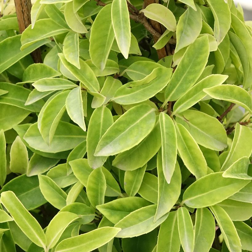 Kadsura japonica (Foliage)