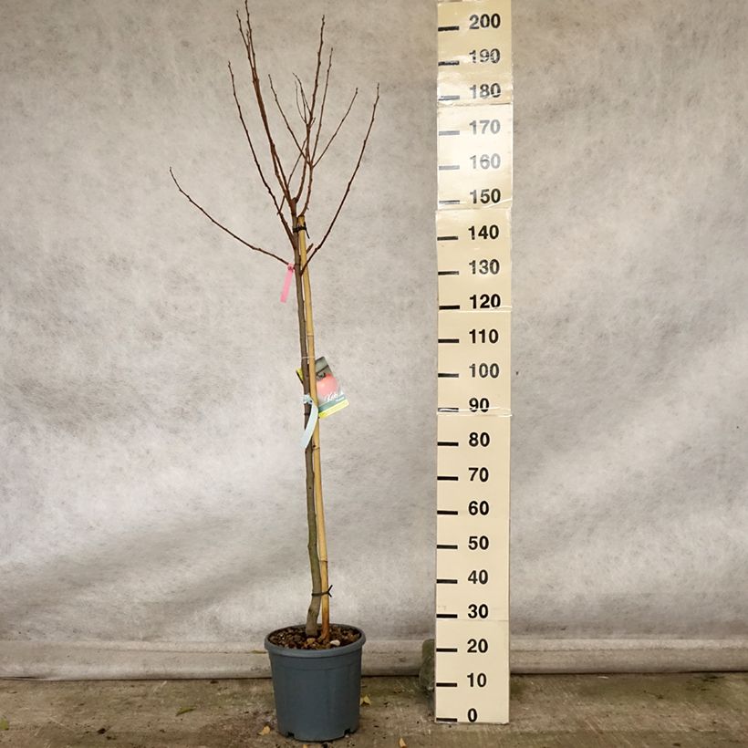 Diospyros kaki Muscat - Persimmon 7.5L/10L pot, Half standard sample as delivered in autumn