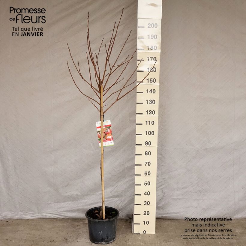 Diospyros kaki Muscat - Persimmon 7.5L/10L pot, Half standard sample as delivered in winter