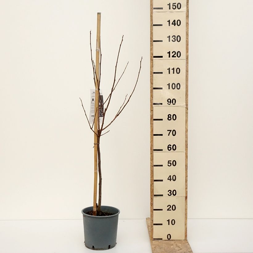 Diospyros kaki Muscat - Persimmon 7.5L/10L pot, Goblet sample as delivered in winter