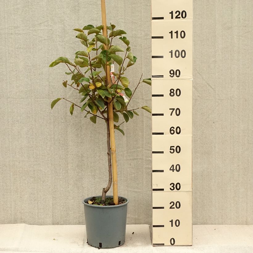 Diospyros kaki Fuyu - Persimmon 7.5L/10L pot, Goblet sample as delivered in autumn