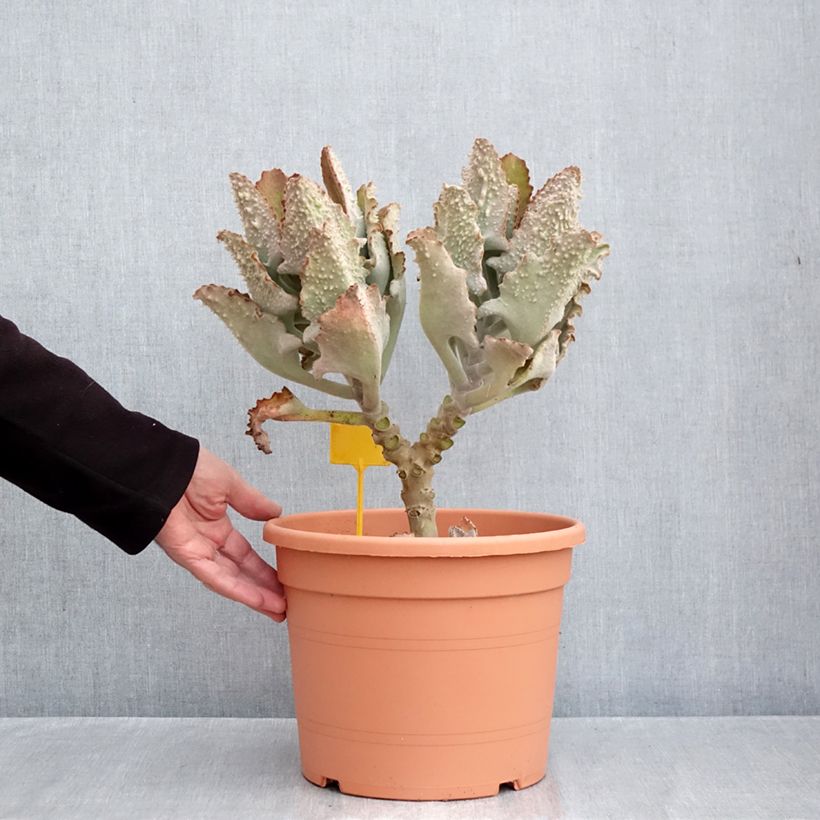 Kalanchoe beharensis Fang - Felt plant 7.5L/10L pot sample as delivered in autumn