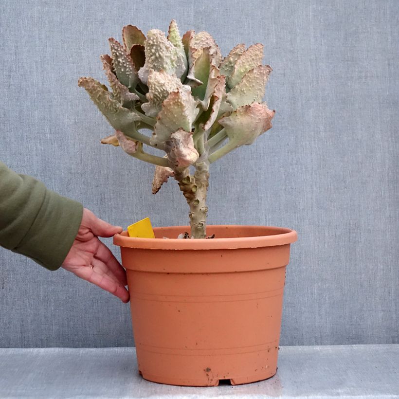Kalanchoe beharensis Fang - Felt plant 7.5L/10L pot sample as delivered in winter