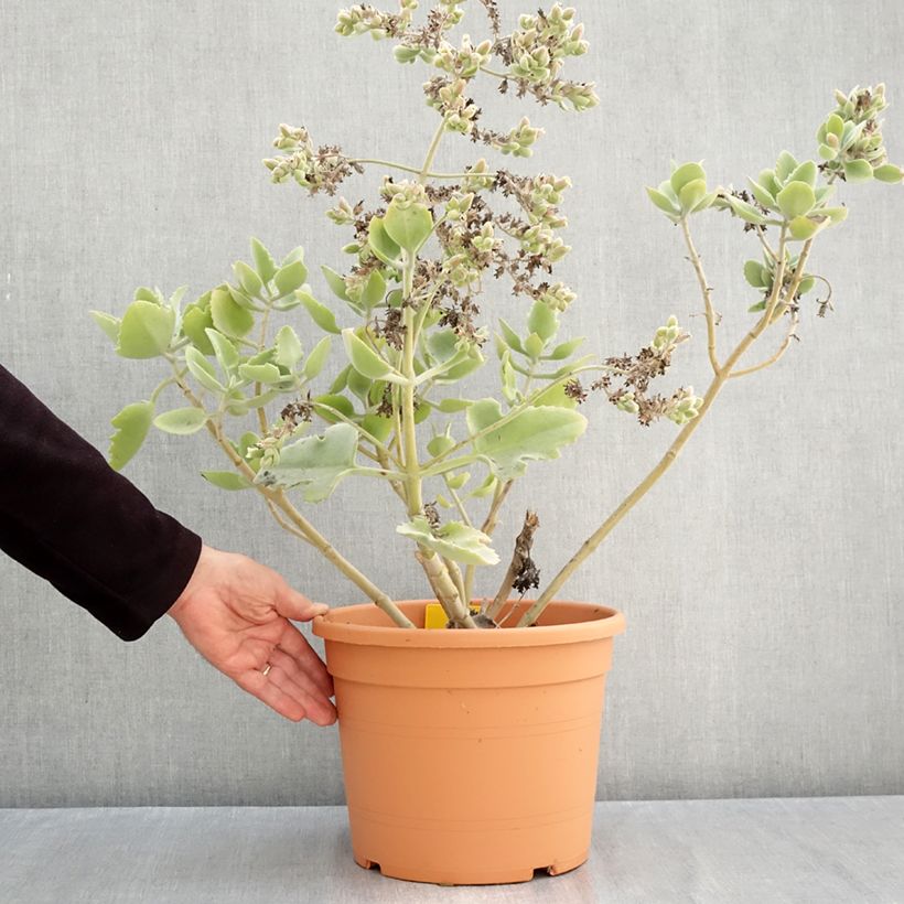 Kalanchoe Oak Leaf  7.5L/10L pot sample as delivered in autumn