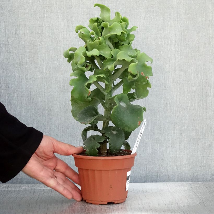 Kalanchoe beharensis subnuda 12cm pot sample as delivered in autumn