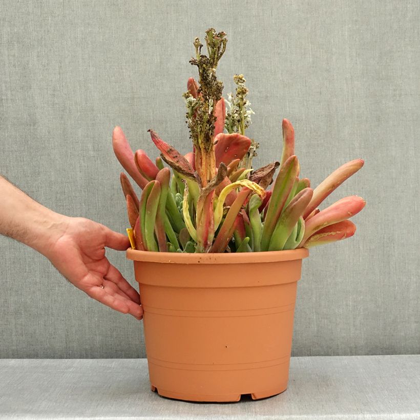Kalanchoe luciae Oricula 7.5L/10L pot sample as delivered in spring